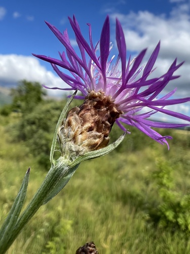 Centaurea jacea — flower photograph