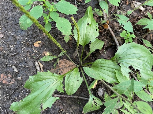 Plantago rugelii photograph