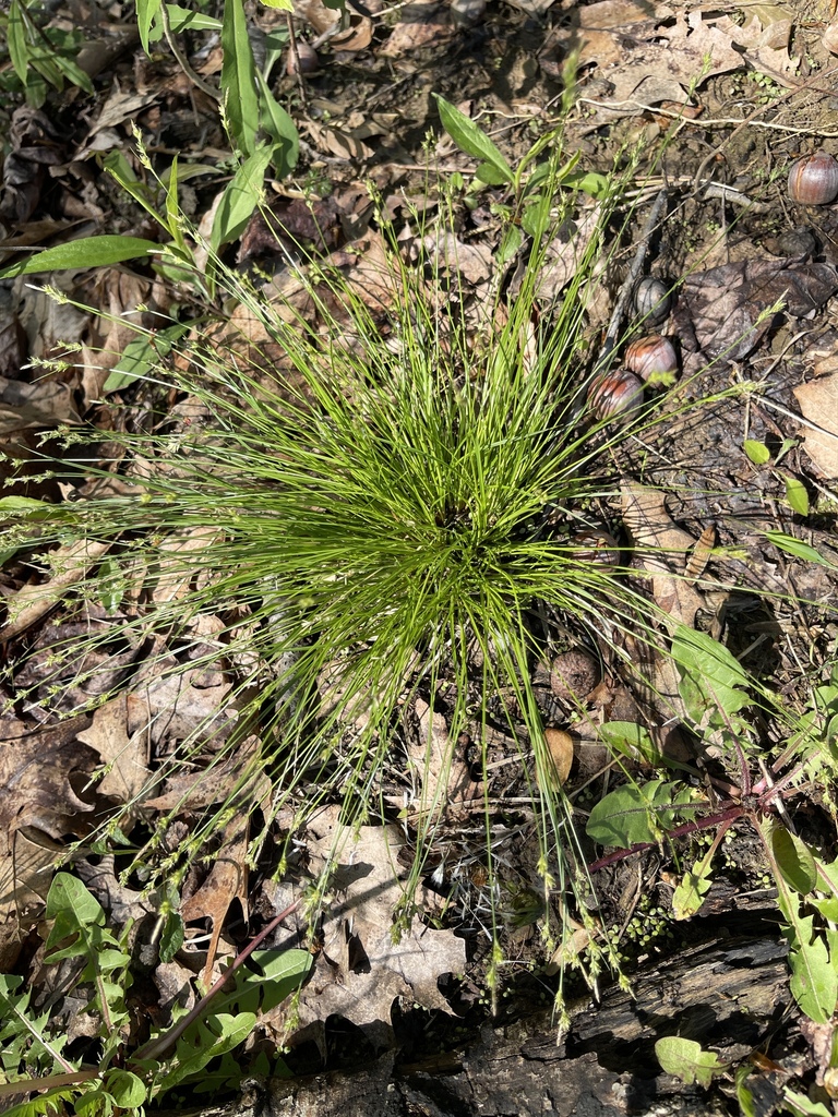 Carex albicans — whole photograph