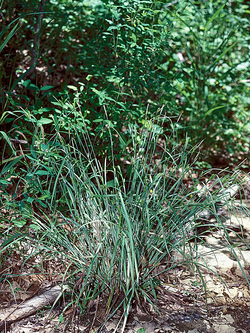 Carex gracilescens — whole photograph