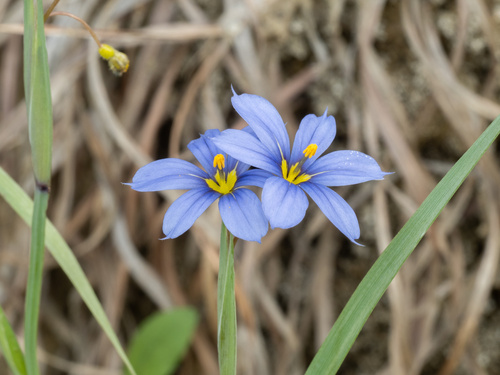 Sisyrinchium pruinosum — flower photograph