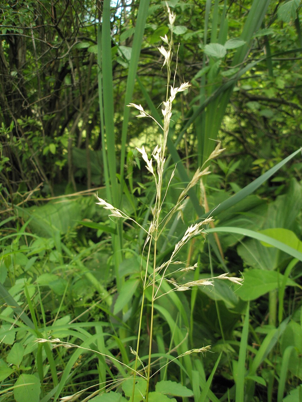 Sphenopholis pensylvanica — bloom photograph