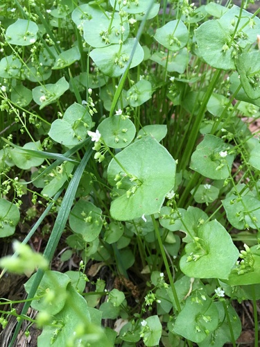 Claytonia perfoliata — flower photograph