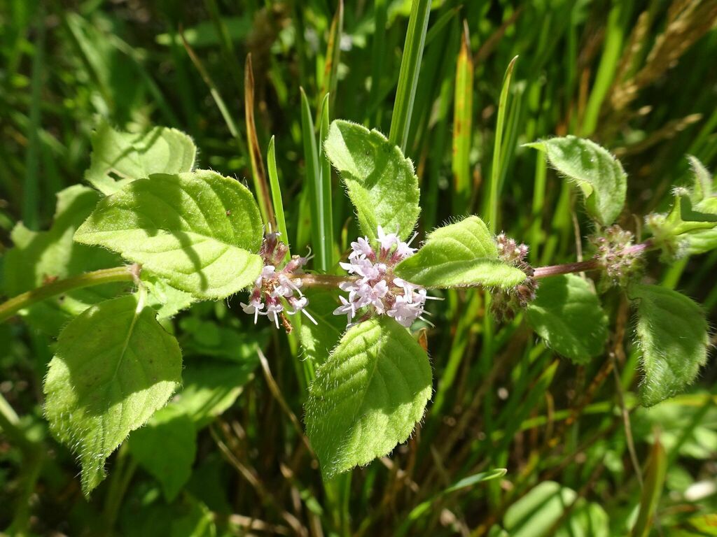 Mentha arvensis — bloom photograph