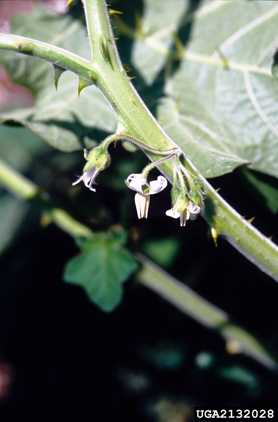 Solanum viarum — flower photograph