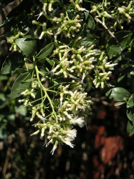 Baccharis halimifolia — fruit photograph