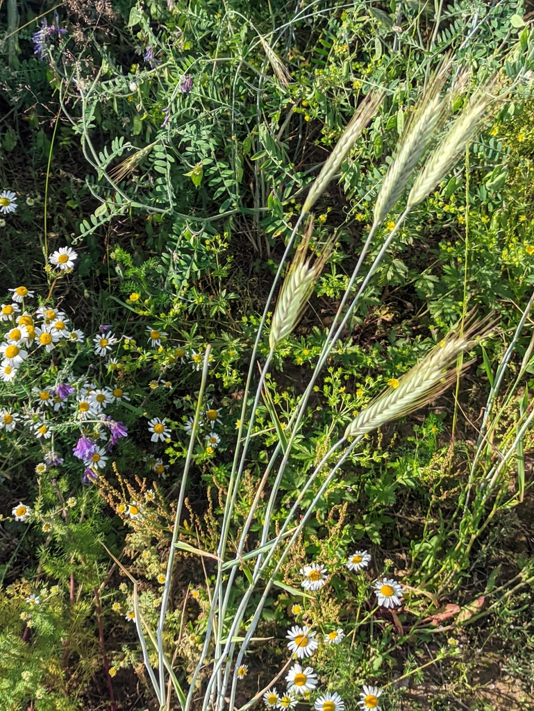 Secale cereale — whole photograph