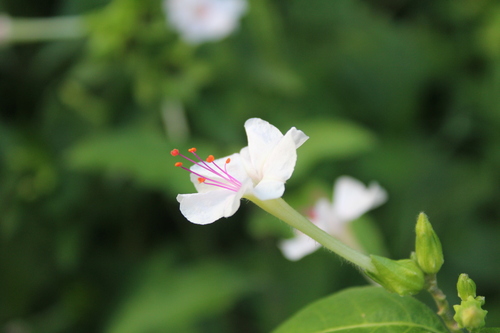 Mirabilis jalapa — flower photograph