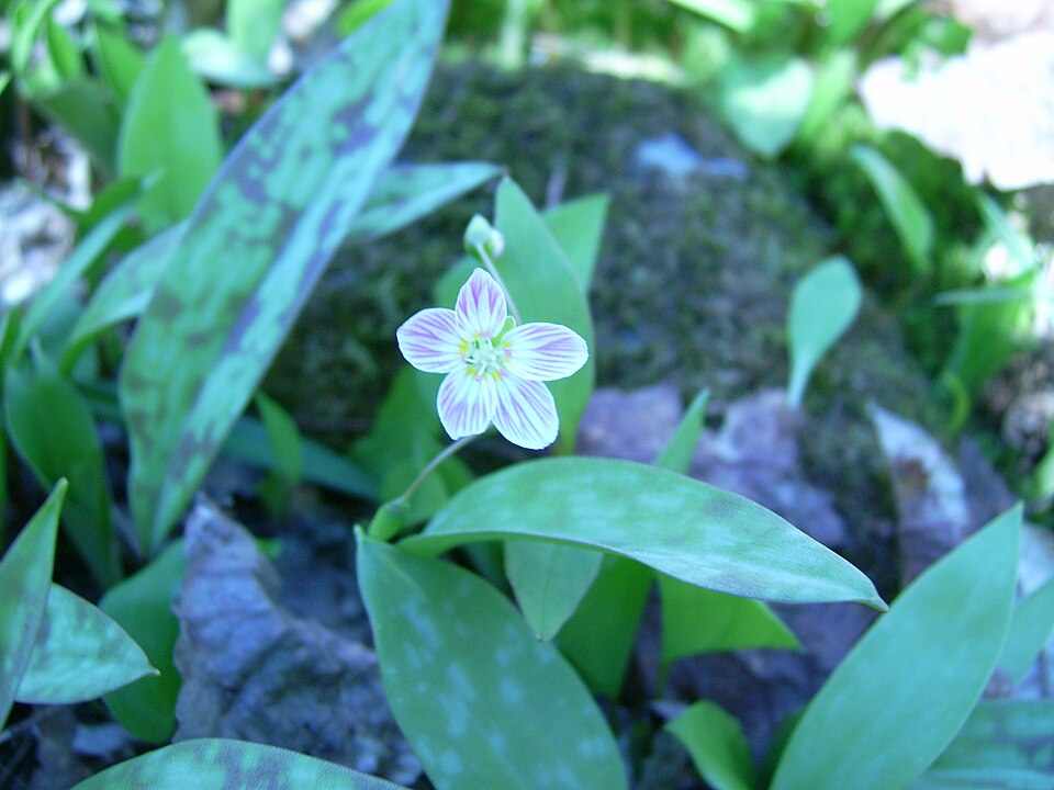 Claytonia caroliniana — bloom photograph