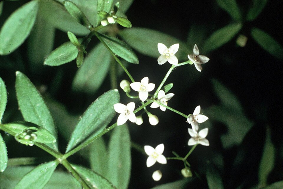 Galium obtusum — bloom photograph
