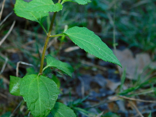 Ageratina aromatica — foliage photograph