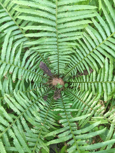 Matteuccia struthiopteris — foliage photograph