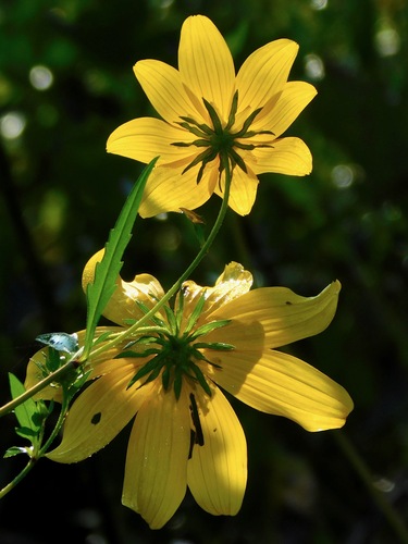 Bidens polylepis — flower photograph