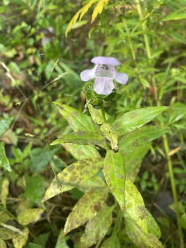 Macbridea caroliniana — flower photograph