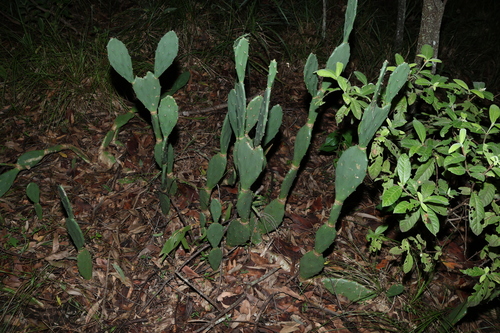 Opuntia stricta photograph