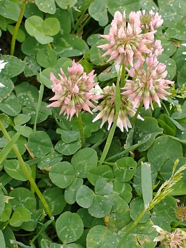 Trifolium repens — bloom photograph