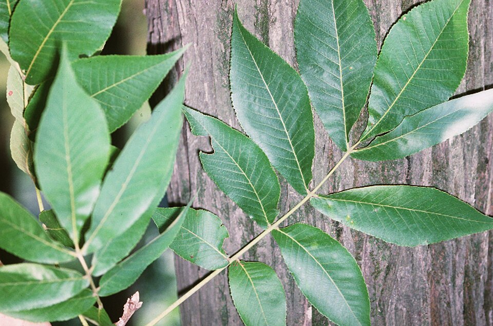 Carya laciniosa — leaf photograph