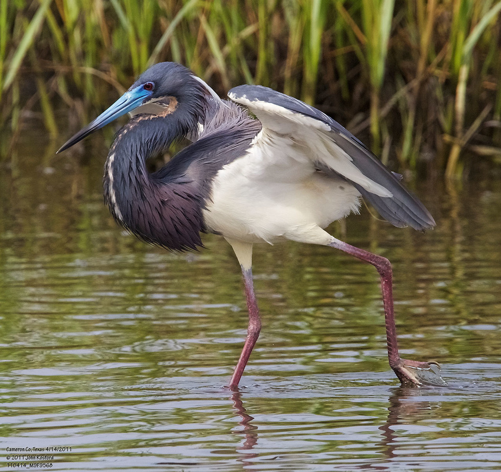 Adult Tricolored Heron, whole bird