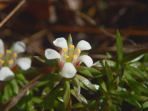Pyxidanthera barbulata — flower photograph