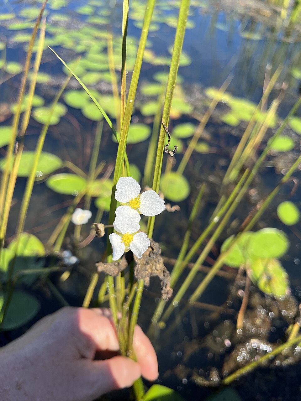 Sagittaria rigida — flower photograph