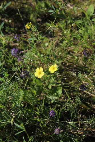 Potentilla recta — whole plant photograph