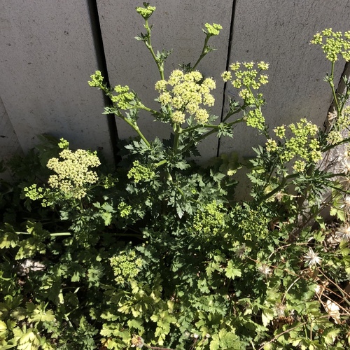 Petroselinum crispum — flower photograph