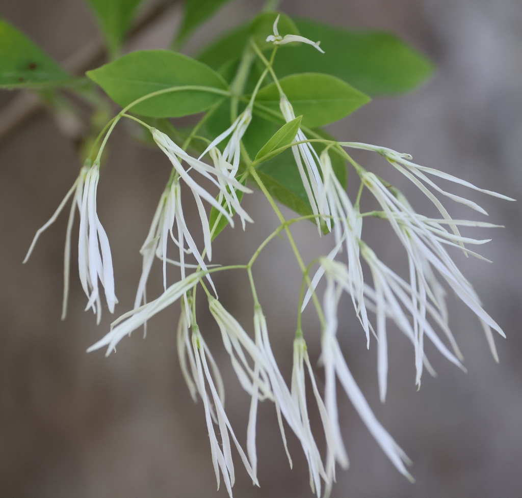 Chionanthus virginicus — bloom photograph