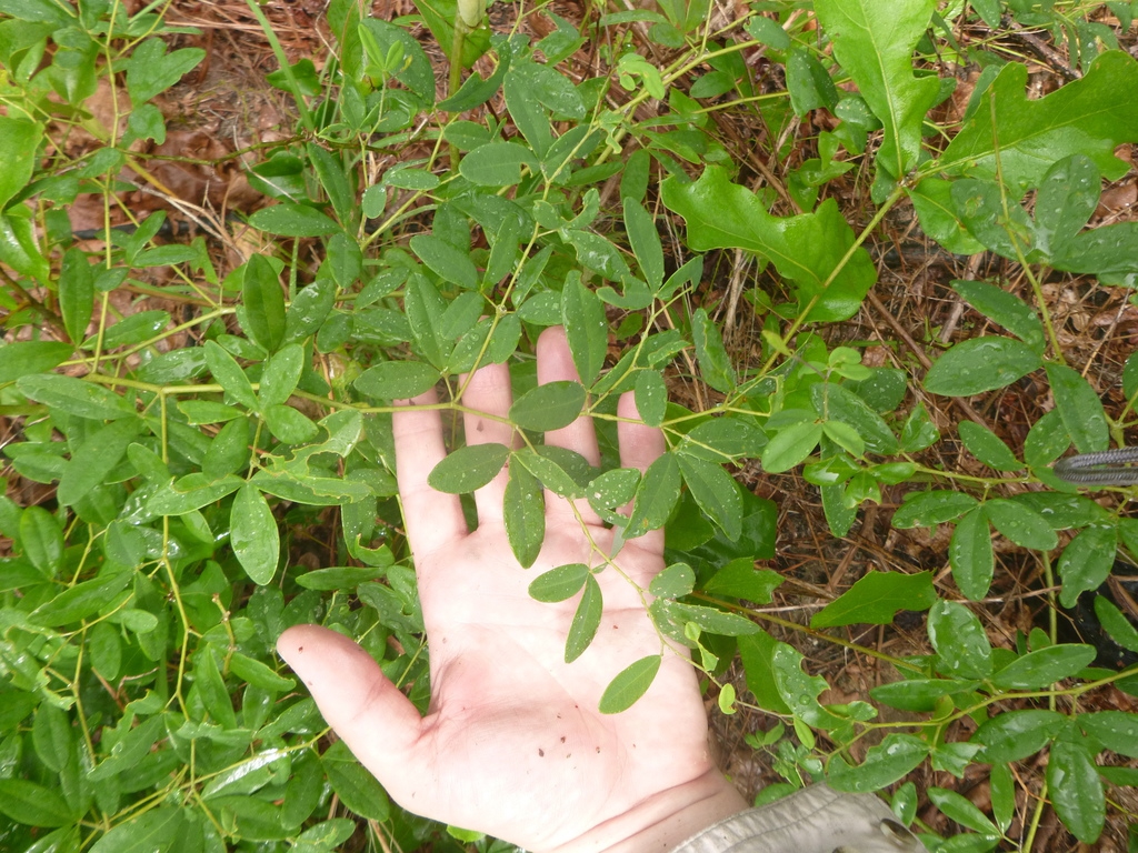 Baptisia albescens — foliage photograph