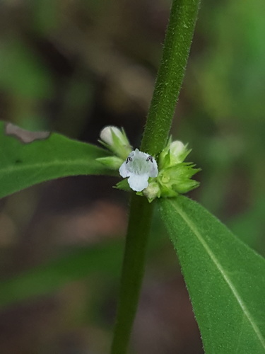 Lycopus rubellus — flower photograph