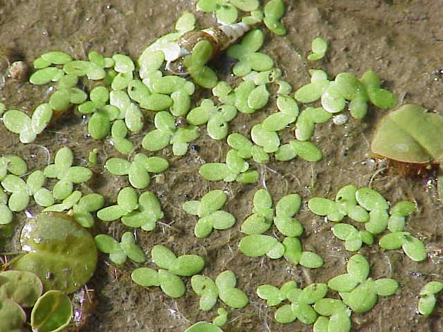 Lemna minor — whole photograph