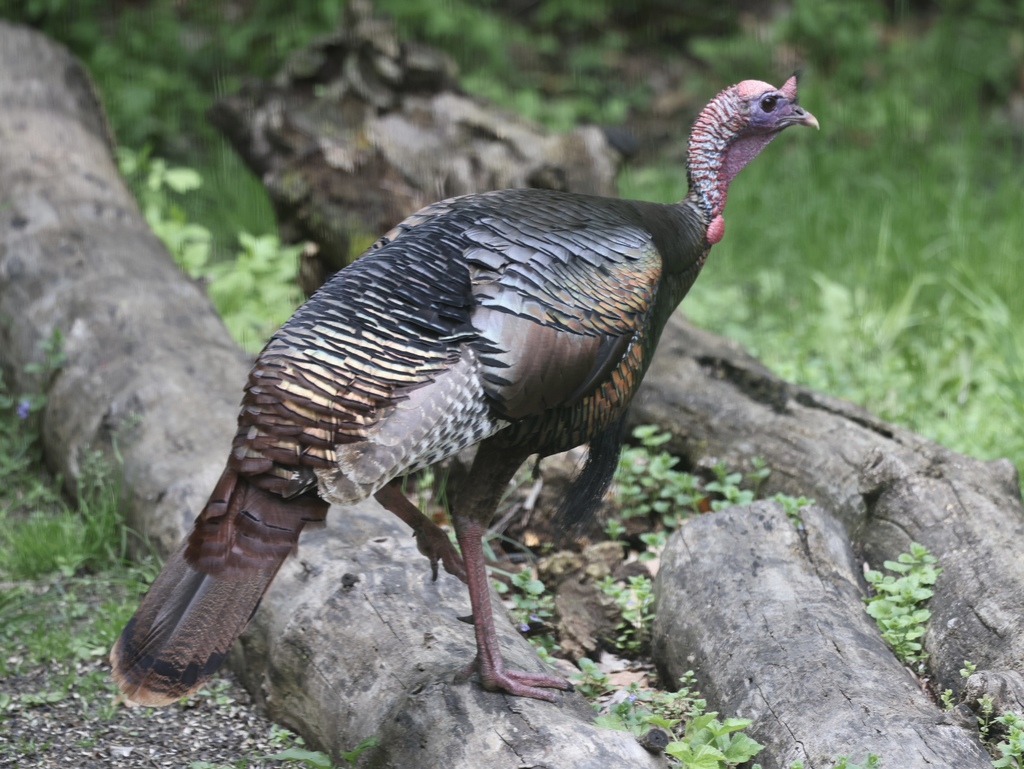 Male Wild Turkey, whole bird