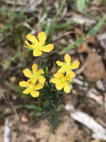 Hypericum drummondii — flower photograph