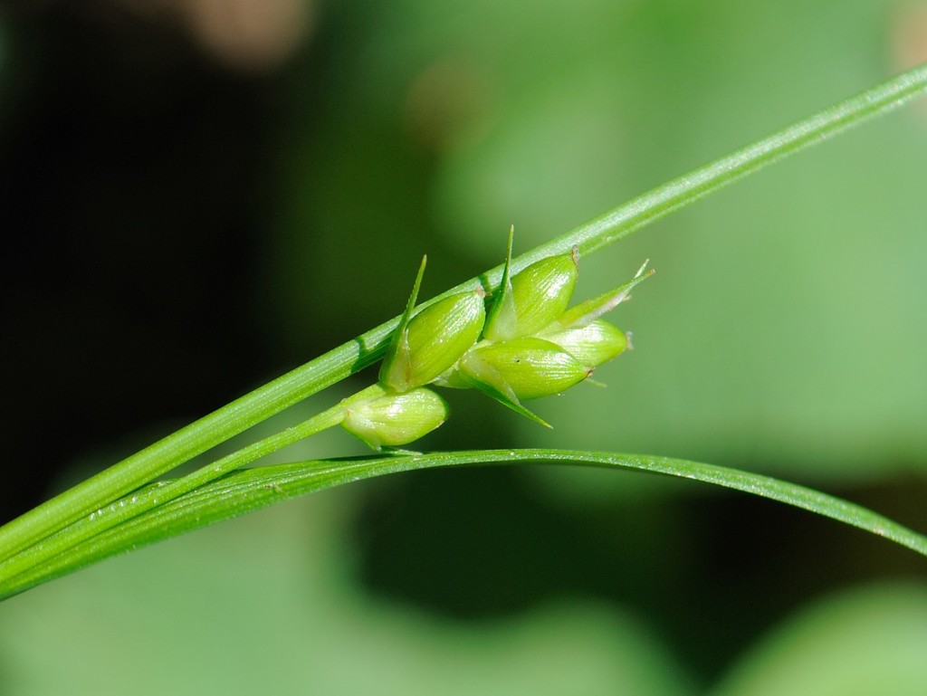 Carex grisea — fruit photograph