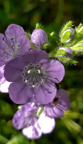 Phacelia hirsuta — flower photograph