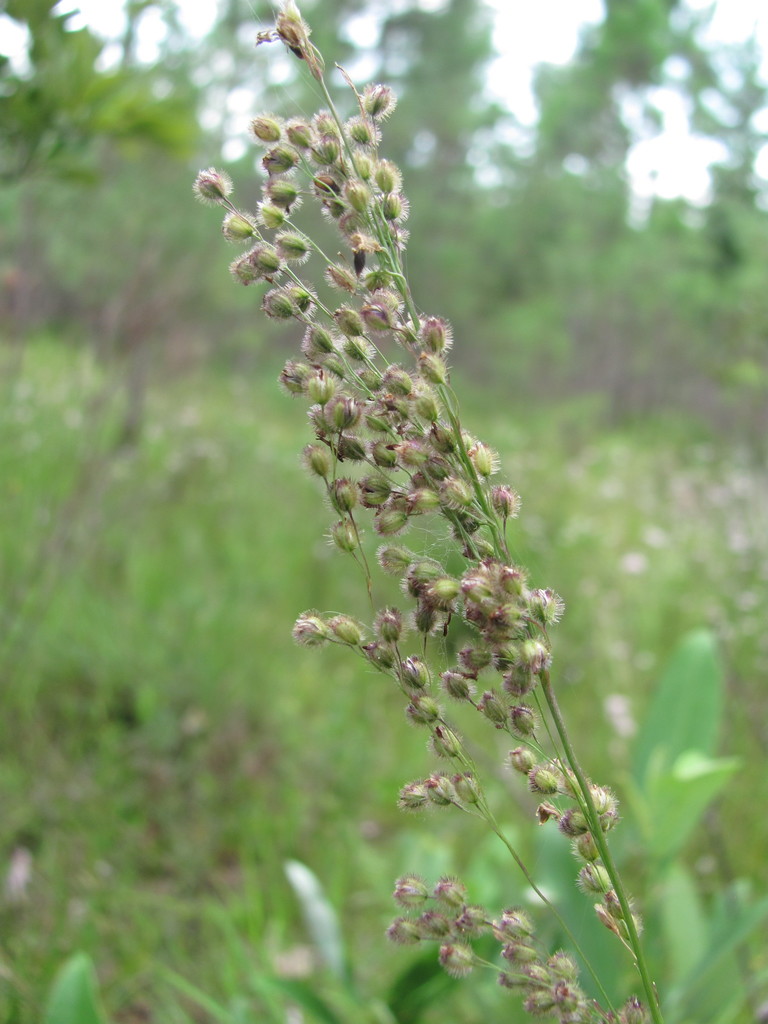 Anthenantia rufa — fruit photograph
