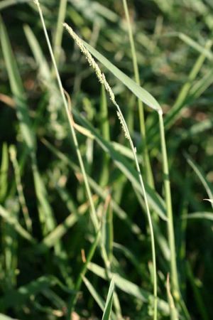 Eriochloa contracta — fruit photograph