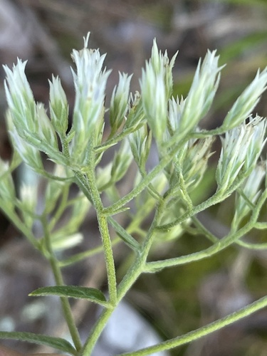 Eupatorium album — bloom photograph