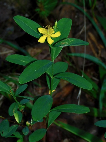 Hypericum nudiflorum — flower/foliage photograph