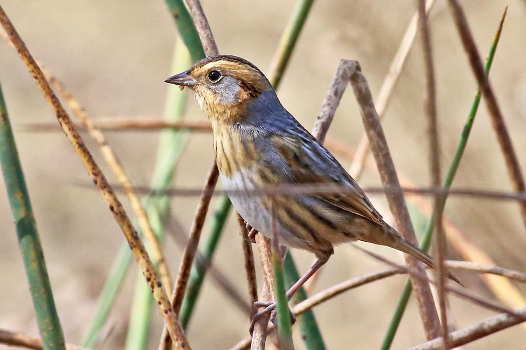 Adult Nelson's Sharp-tailed Sparrow, whole bird