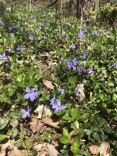 Vinca minor — flower photograph