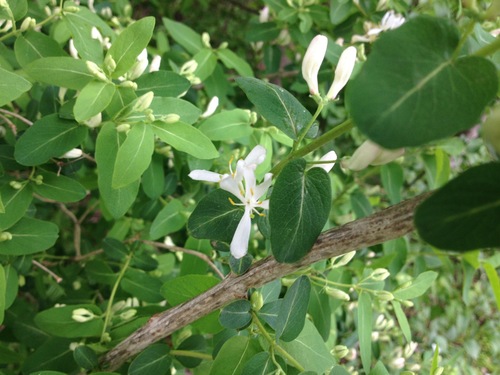Lonicera morrowii — flower photograph