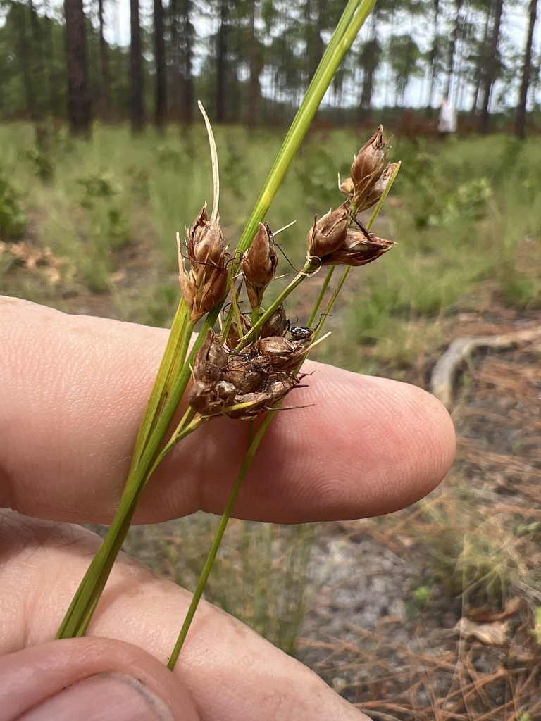 Rhynchospora grayi — fruit photograph
