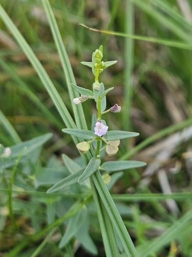 Scutellaria racemosa — flower photograph