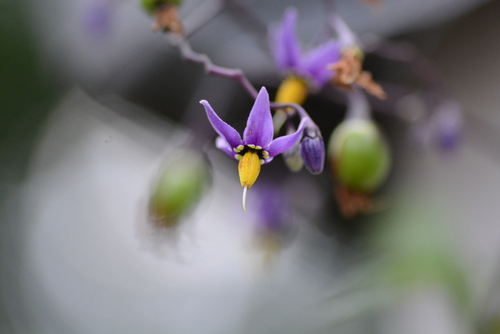 Solanum dulcamara — flower photograph