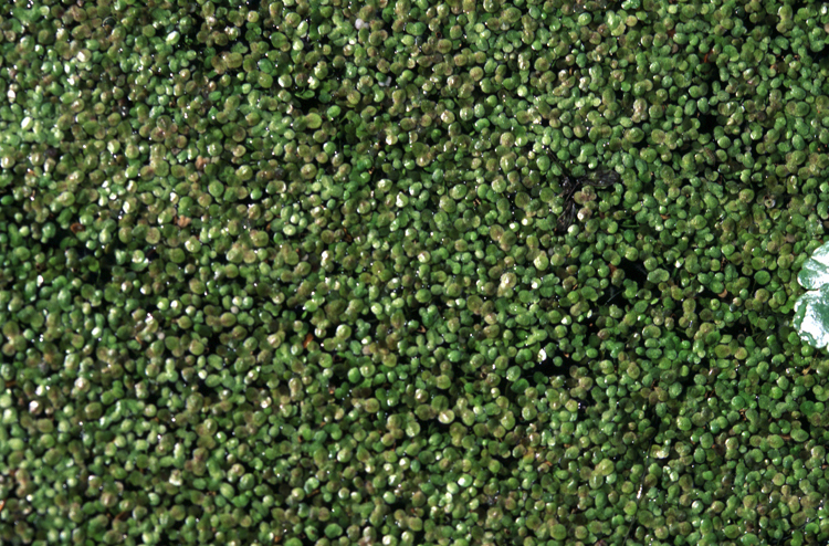 Lemna minuta — whole photograph
