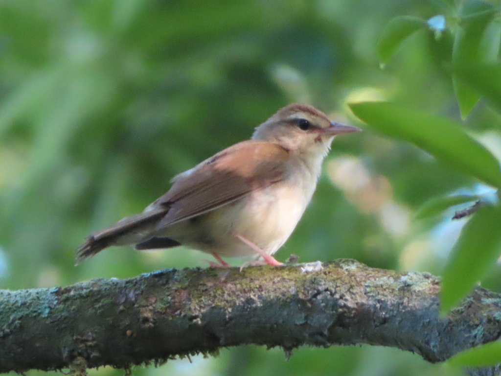 Adult Swainson's Warbler, whole bird