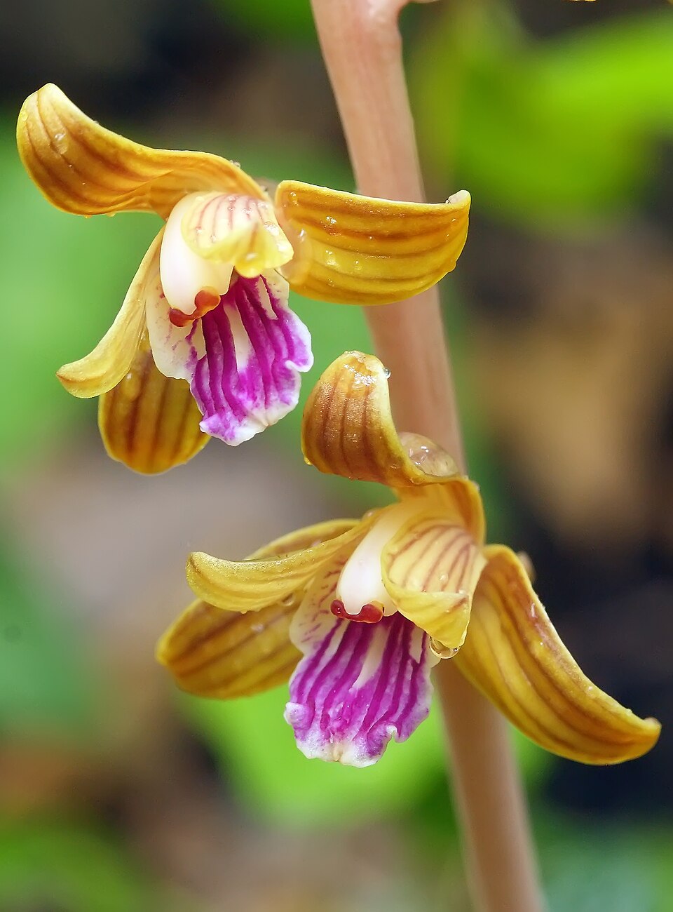 Hexalectris spicata — bloom photograph