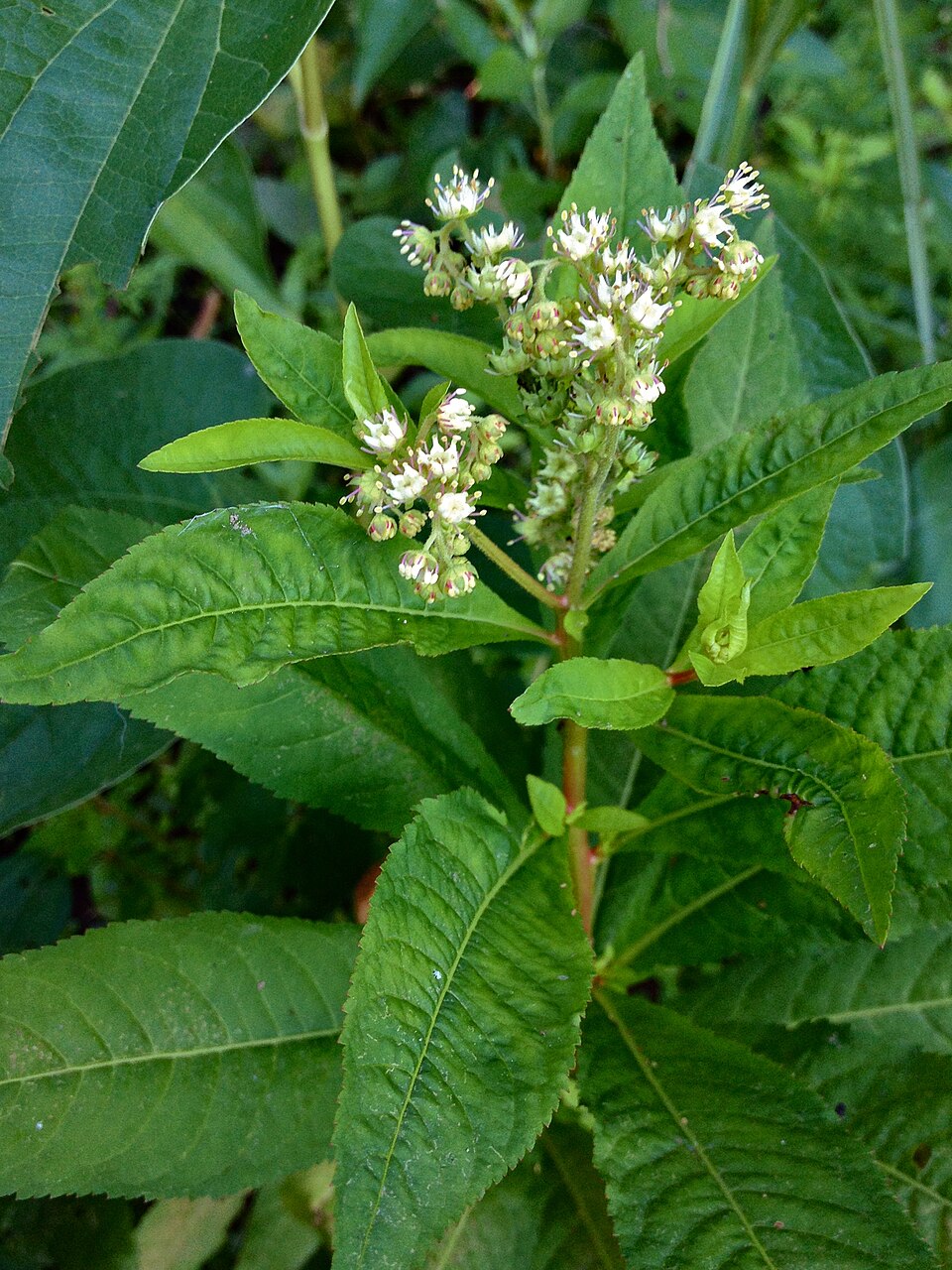 Penthorum sedoides — bloom photograph