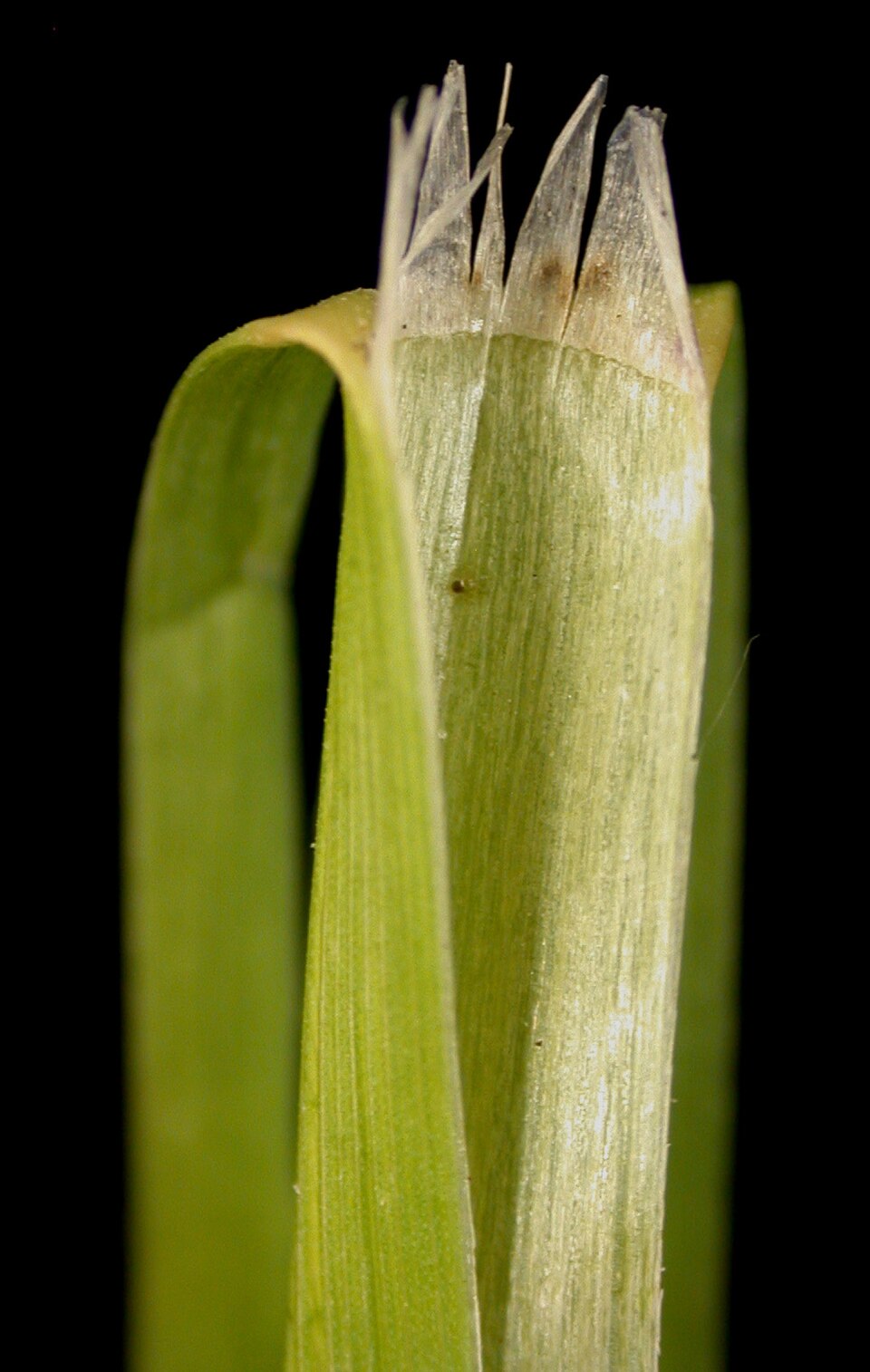 Glyceria canadensis — leaf photograph