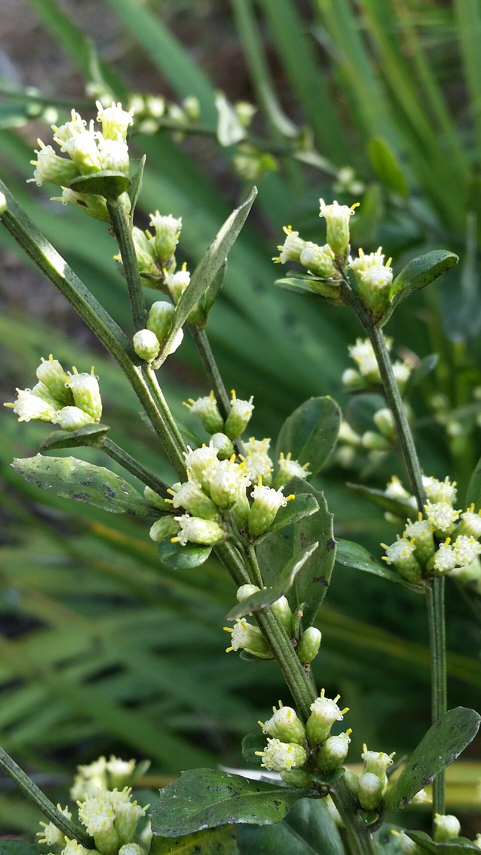 Baccharis glomeruliflora — bloom photograph